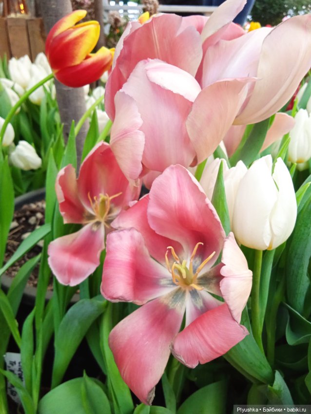 Репетиция весны с Асей — Российские куклы Весна