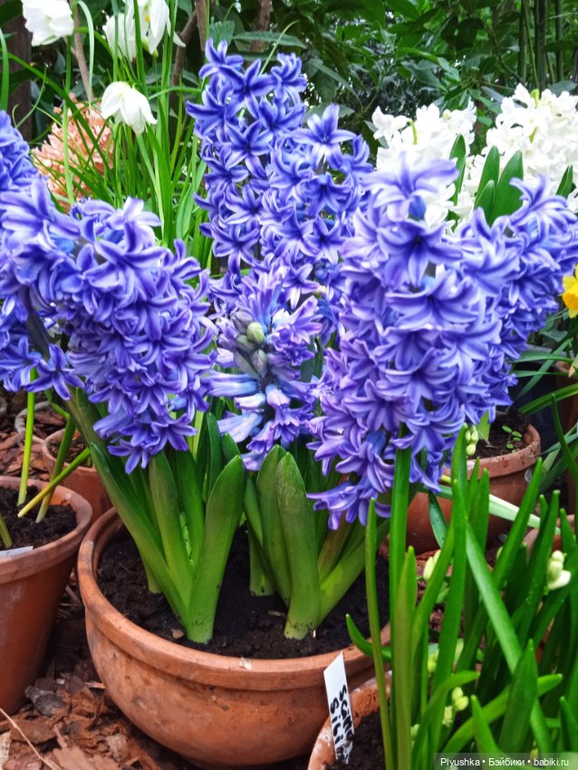 Репетиция весны с Асей — Российские куклы Весна (фото 2)