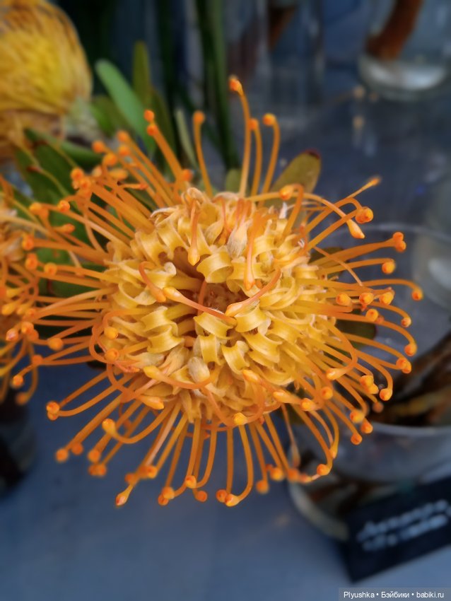 Репетиция весны с Асей — Российские куклы Весна (фото 9)