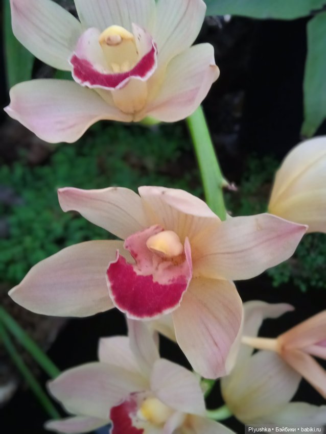 Репетиция весны с Асей — Российские куклы Весна