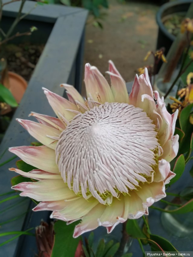 Репетиция весны с Асей — Российские куклы Весна (фото 8)