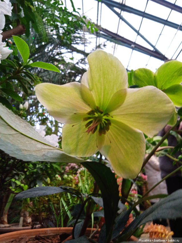 Репетиция весны с Асей — Российские куклы Весна