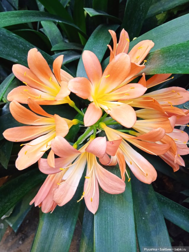 Репетиция весны с Асей — Российские куклы Весна