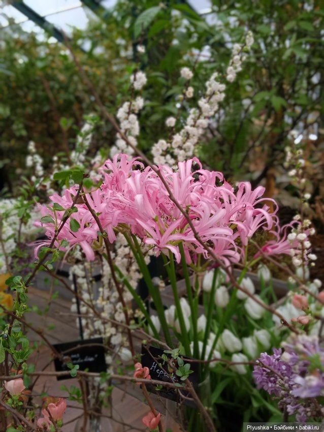 Репетиция весны с Асей — Российские куклы Весна