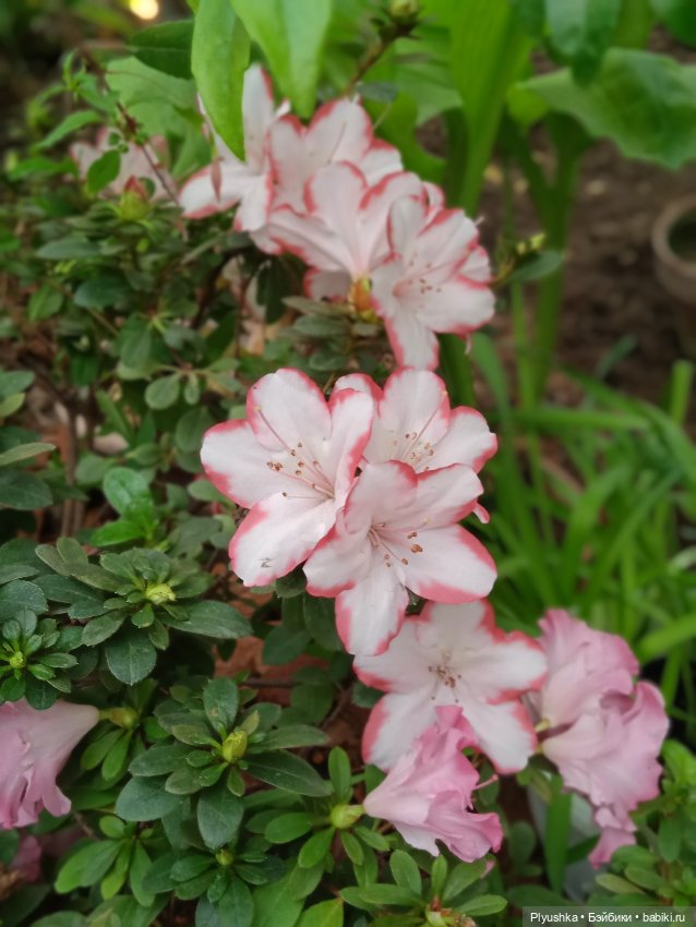 Репетиция весны с Асей — Российские куклы Весна