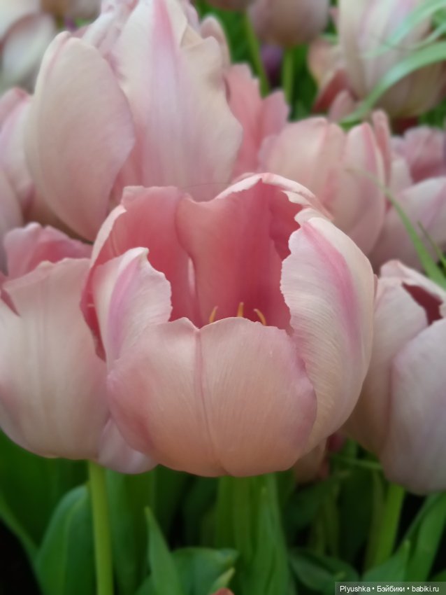 Репетиция весны с Асей — Российские куклы Весна