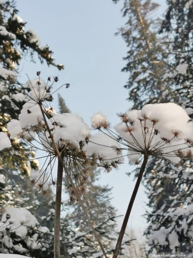 Последние красоты зимы — Красивая природа и цветы: фото пейзажей (фото 8)