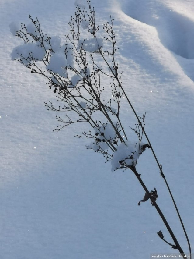Последние красоты зимы — Красивая природа и цветы: фото пейзажей (фото 2)