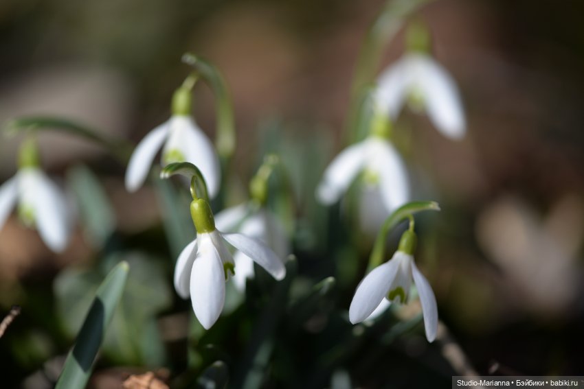 Вера на зимней прогулке — Куклы Gotz (Готц): Ханна