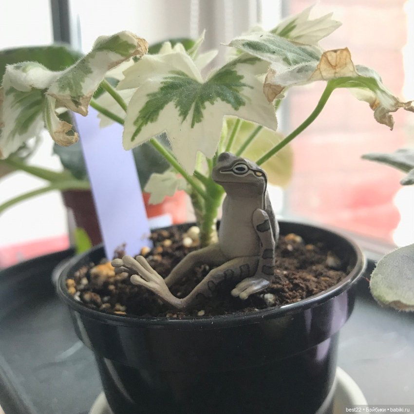 Капсульный лягушонок — Интересные игрушки и фигурки (разное): редкие