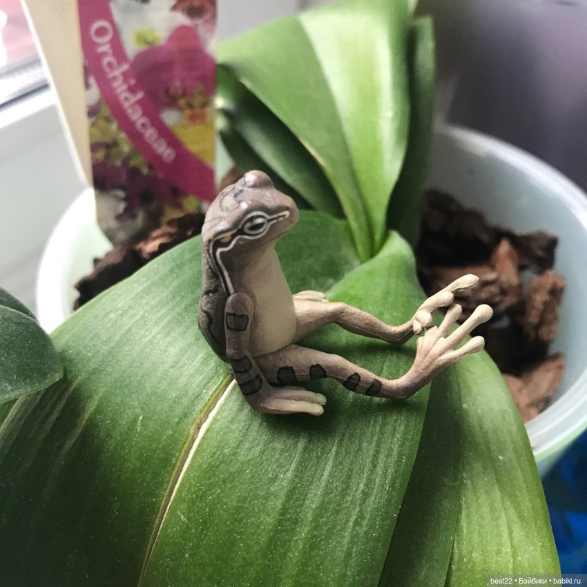 Капсульный лягушонок — Интересные игрушки и фигурки (разное): редкие