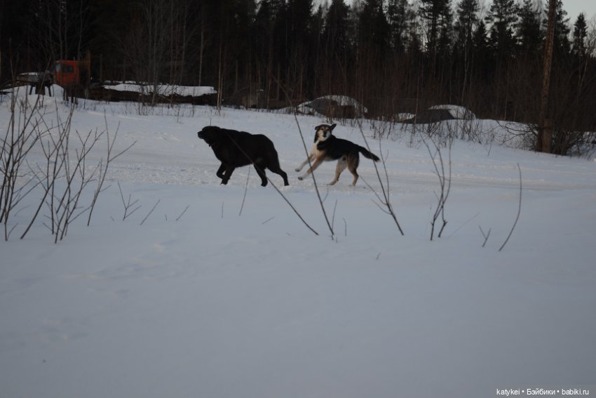 Котам – Масленица! (постконкурс) (фото 2)