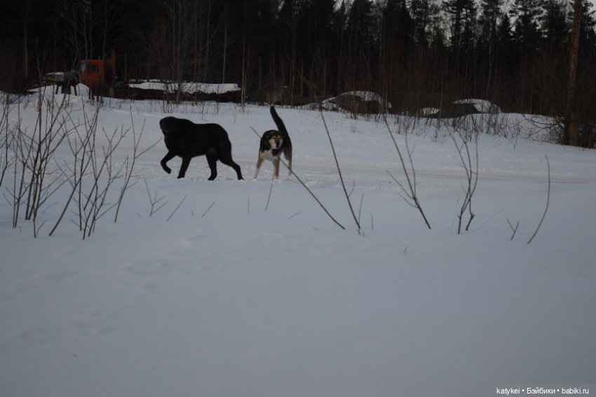 Котам – Масленица! (постконкурс) (фото 3)