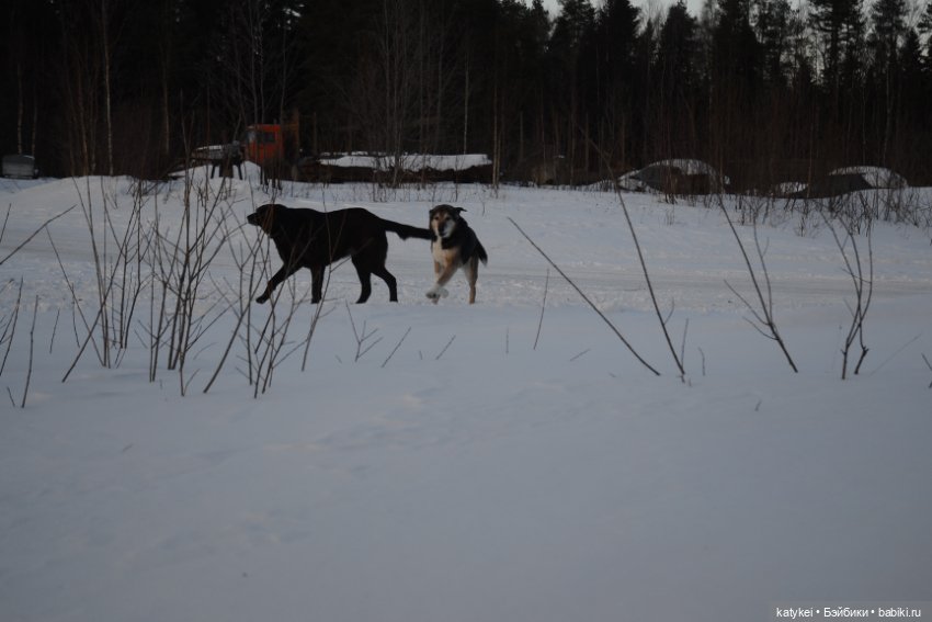 Котам – Масленица! (постконкурс) (фото 4)