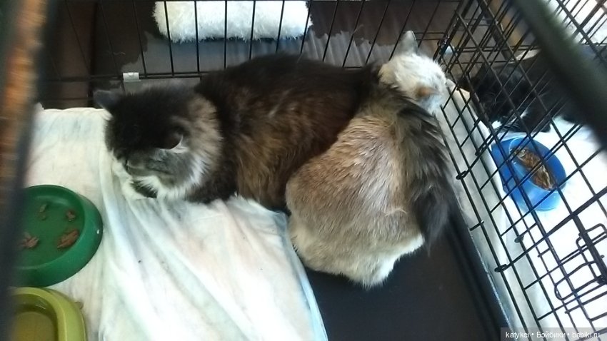 Котам – Масленица! (постконкурс)