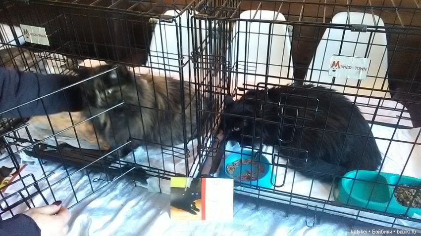 Котам – Масленица! (постконкурс)