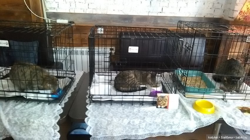 Котам – Масленица! (постконкурс)