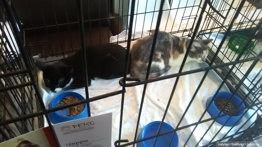 Котам – Масленица! (постконкурс)