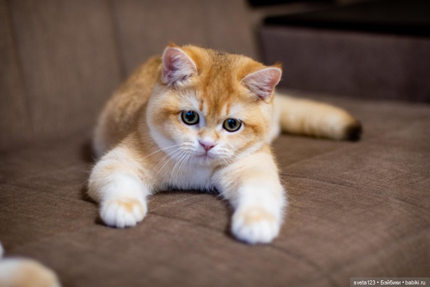 Мои британские котики — Интересное и необычное: фотоподборки (фото 8)