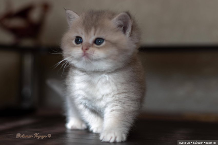 Мои британские котики — Интересное и необычное: фотоподборки