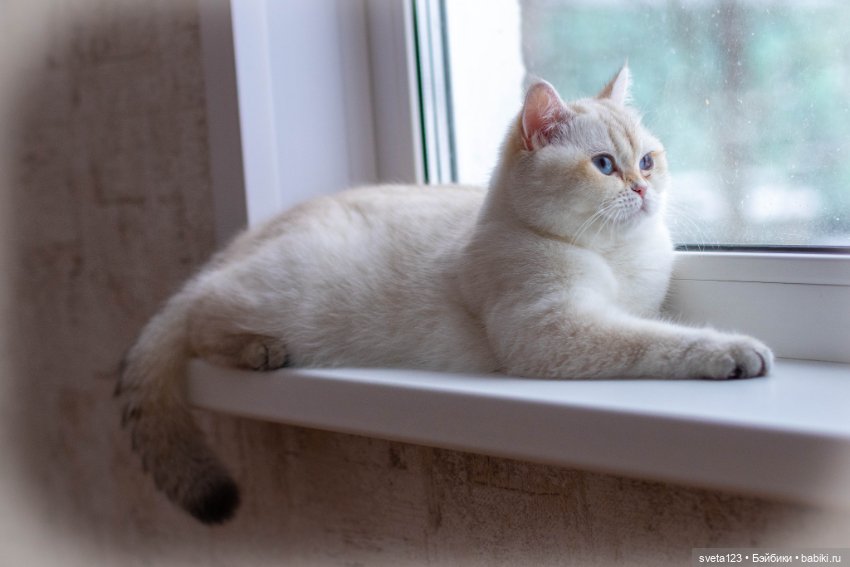 Мои британские котики — Интересное и необычное: фотоподборки (фото 5)