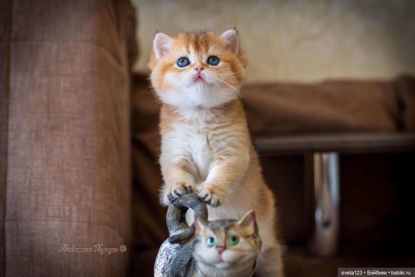 Мои британские котики — Интересное и необычное: фотоподборки