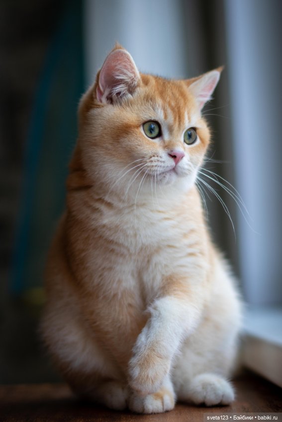 Мои британские котики — Интересное и необычное: фотоподборки (фото 7)