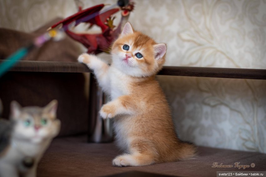 Мои британские котики — Интересное и необычное: фотоподборки