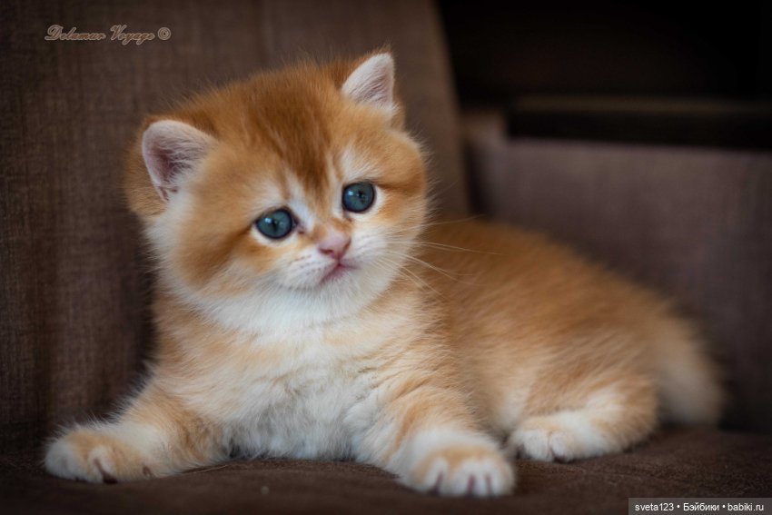 Мои британские котики — Интересное и необычное: фотоподборки