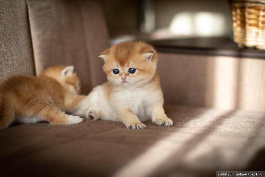 Мои британские котики — Интересное и необычное: фотоподборки