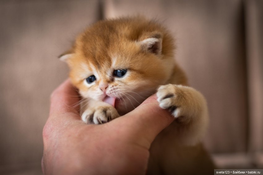 Мои британские котики — Интересное и необычное: фотоподборки