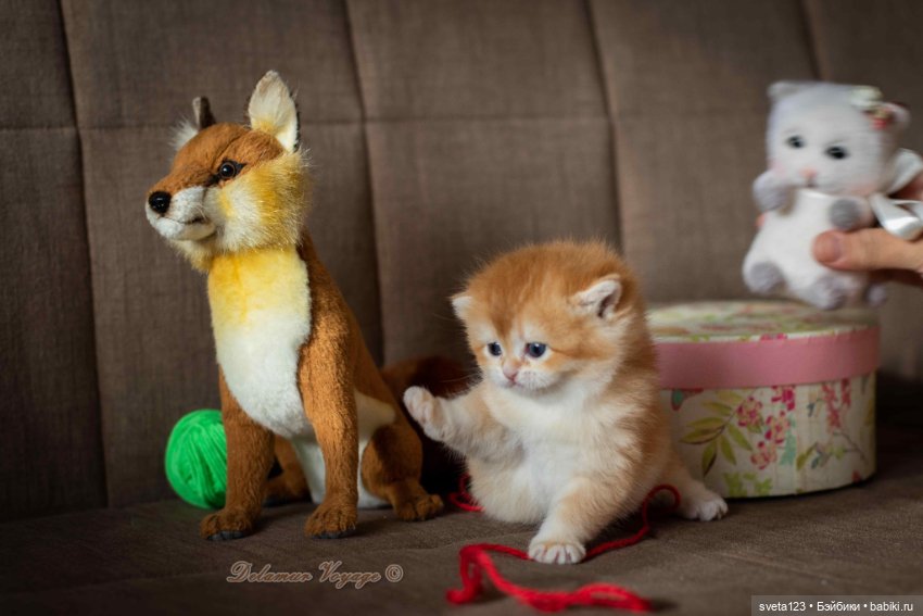 Мои британские котики — Интересное и необычное: фотоподборки