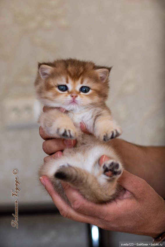 Мои британские котики — Интересное и необычное: фотоподборки