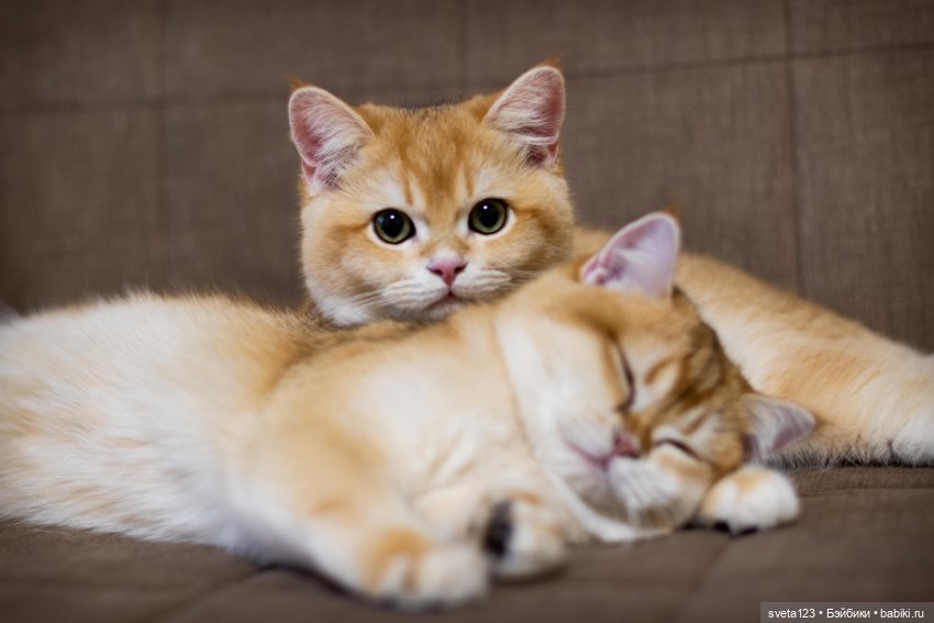 Мои британские котики — Интересное и необычное: фотоподборки (фото 9)