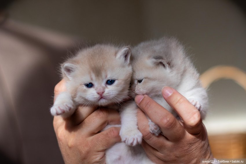 Мои британские котики — Интересное и необычное: фотоподборки