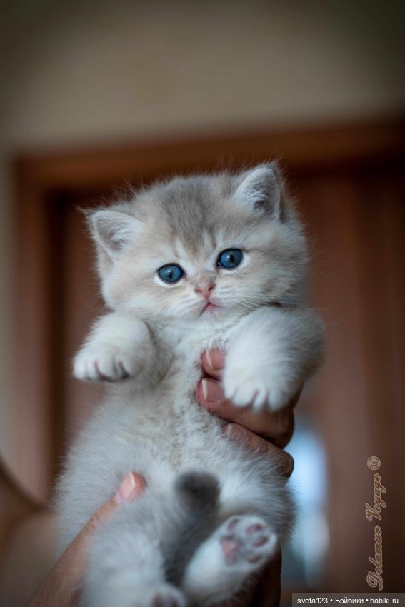 Мои британские котики — Интересное и необычное: фотоподборки (фото 10)