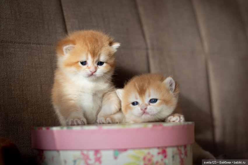 Мои британские котики — Интересное и необычное: фотоподборки