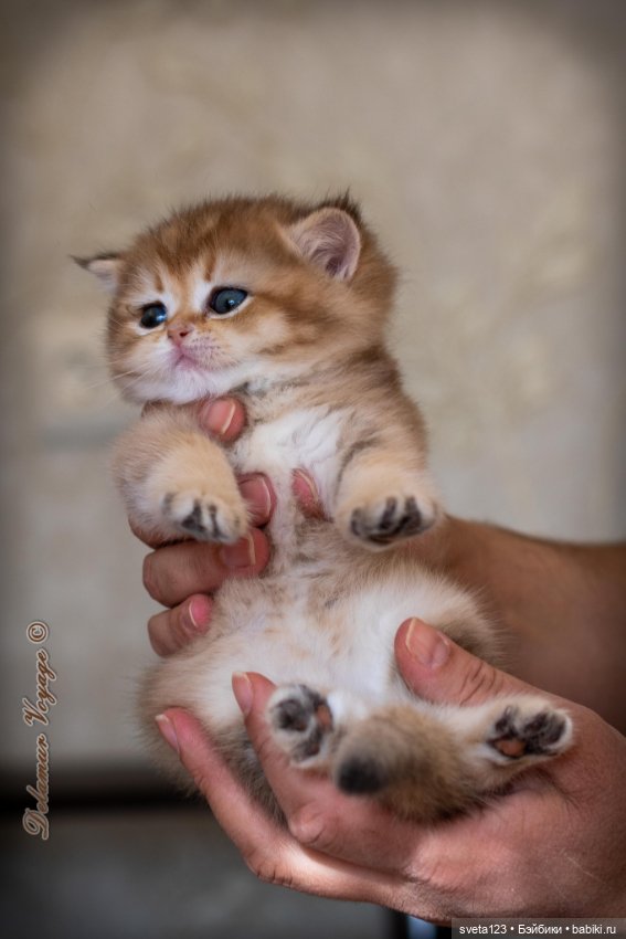 Мои британские котики — Интересное и необычное: фотоподборки