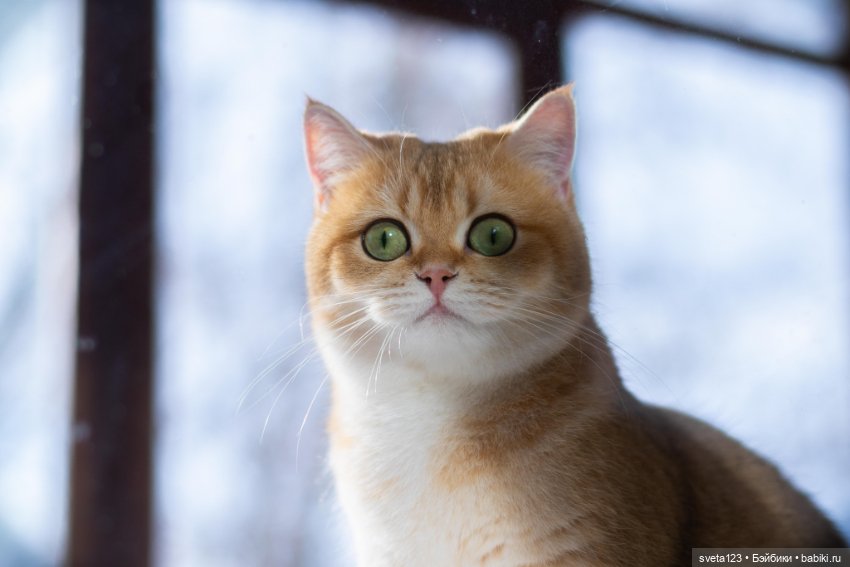 Мои британские котики — Интересное и необычное: фотоподборки (фото 4)