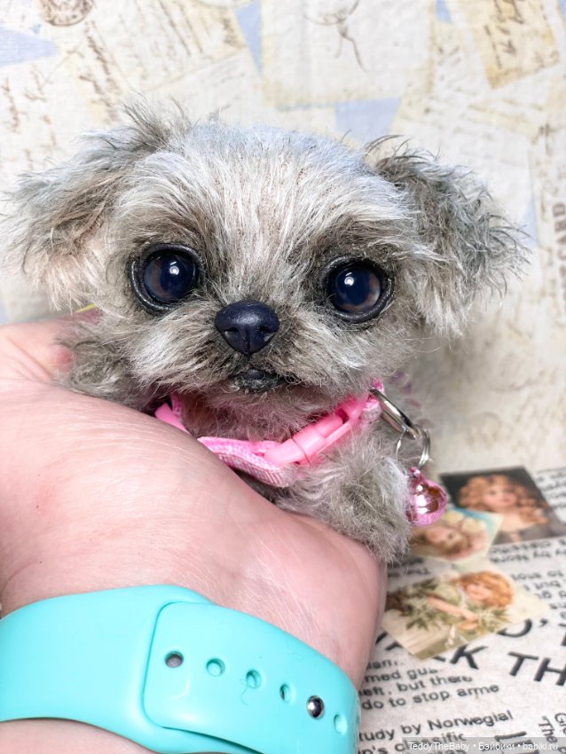 Yuta🐶 — Реалистичные игрушки и звери (Натюр): собаки