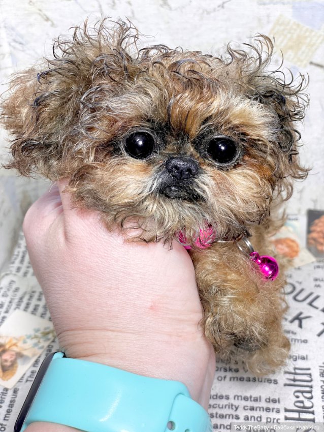 Molly — Реалистичные игрушки и звери (Натюр): собаки