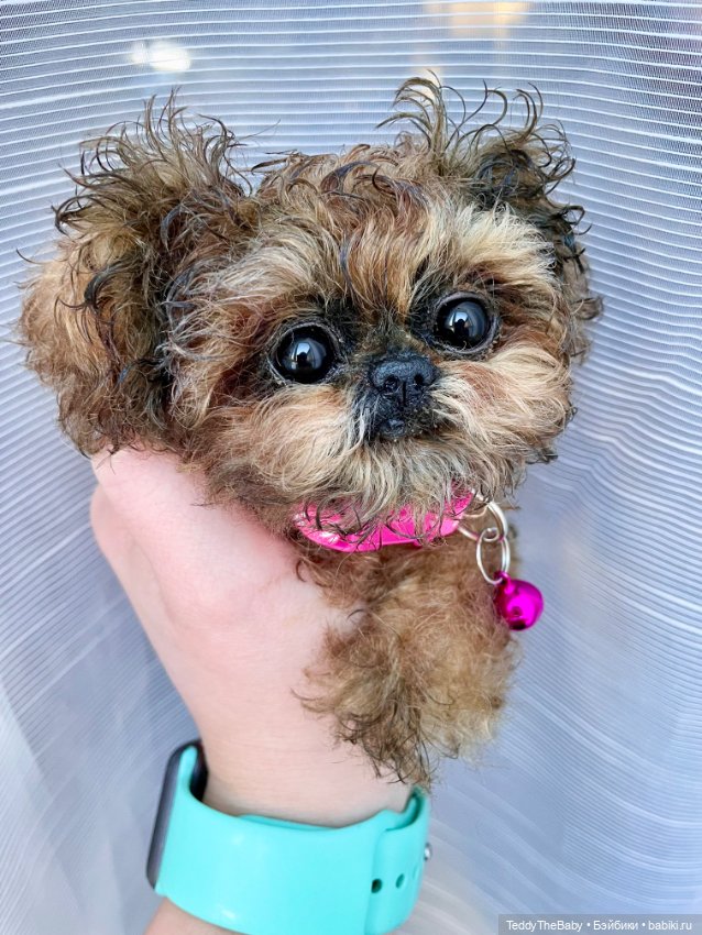 Molly — Реалистичные игрушки и звери (Натюр): собаки