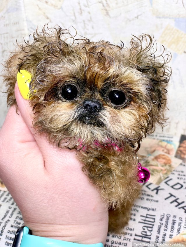 Molly — Реалистичные игрушки и звери (Натюр): собаки