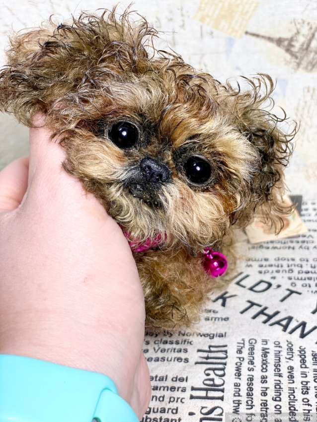 Molly — Реалистичные игрушки и звери (Натюр): собаки