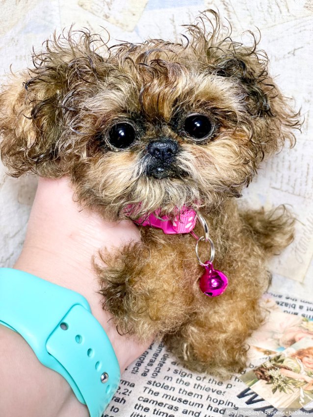 Molly — Реалистичные игрушки и звери (Натюр): собаки