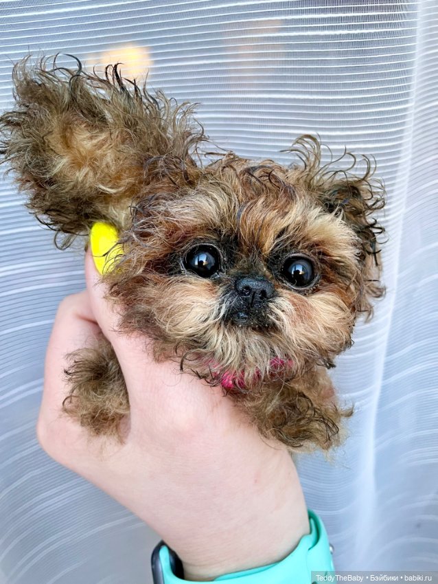 Molly — Реалистичные игрушки и звери (Натюр): собаки (фото 4)