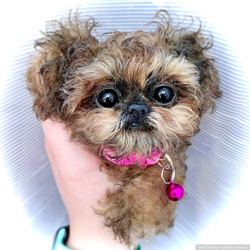 Molly — Реалистичные игрушки и звери (Натюр): собаки (фото 2)