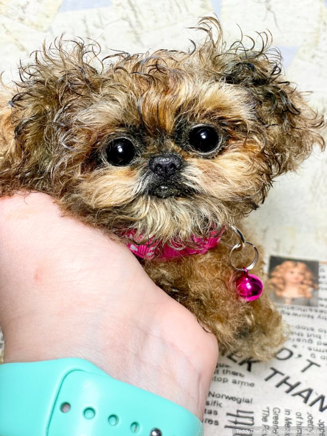 Molly — Реалистичные игрушки и звери (Натюр): собаки