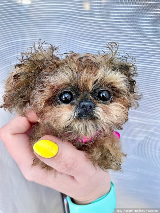 Molly — Реалистичные игрушки и звери (Натюр): собаки