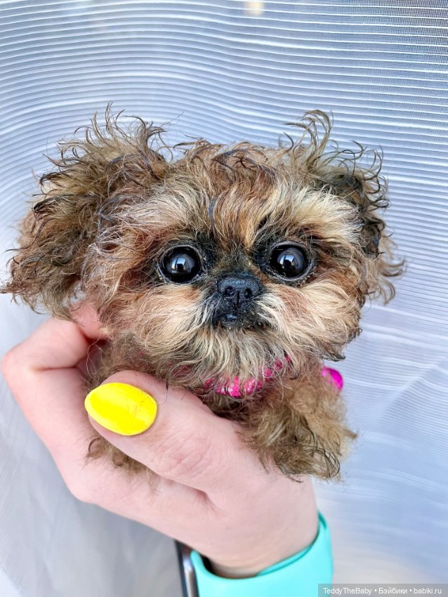 Molly — Реалистичные игрушки и звери (Натюр): собаки (фото 7)